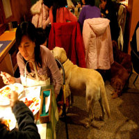 狗狗多多之家寵物餐廳圖片