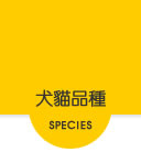 寵物站犬貓品種頁面連結按鈕