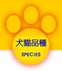 寵物站犬貓品種頁面連結按鈕